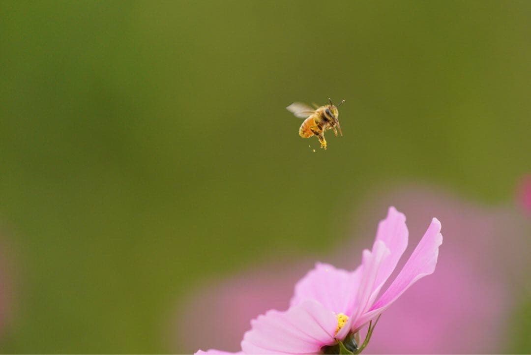 ハチミツ　日本蜜蜂の蜂蜜　奥山の奥のはちみつ　花粉入り結晶化