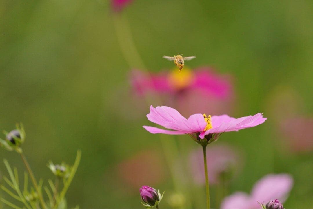 ハチミツ　日本蜜蜂の蜂蜜　奥山の奥のはちみつ　花粉入り結晶化
