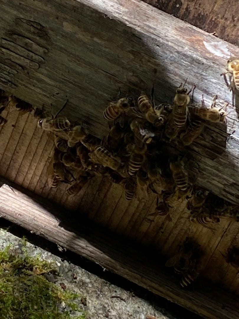 ハチミツ　日本蜜蜂の蜂蜜　巣箱の違うはちみつ　奥山の奥