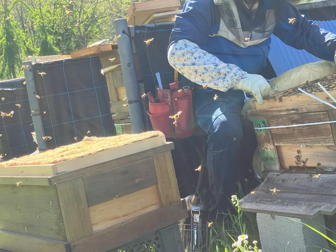 【koperu】 国産蜂蜜 百花蜜 1000g 6本 はちみつ