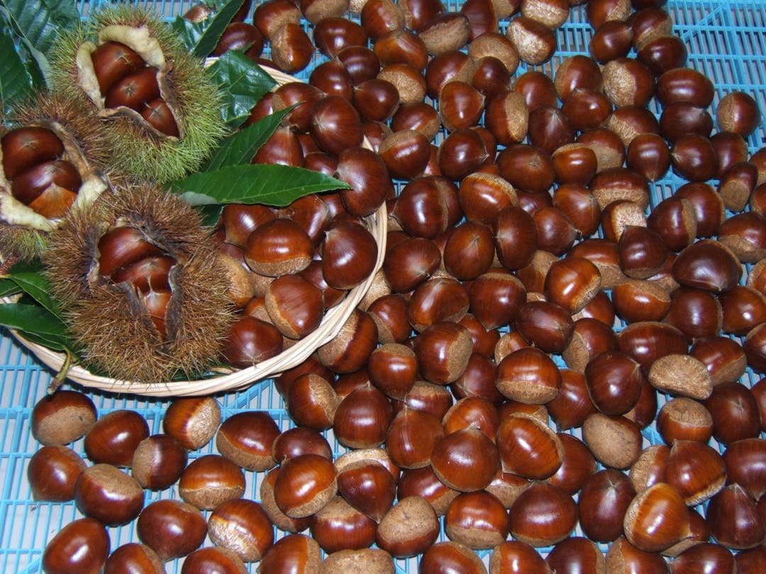 幻の栗⭐︎中山栗2L~4L混合10kgクール便（匿名不可）農家直送2025-017