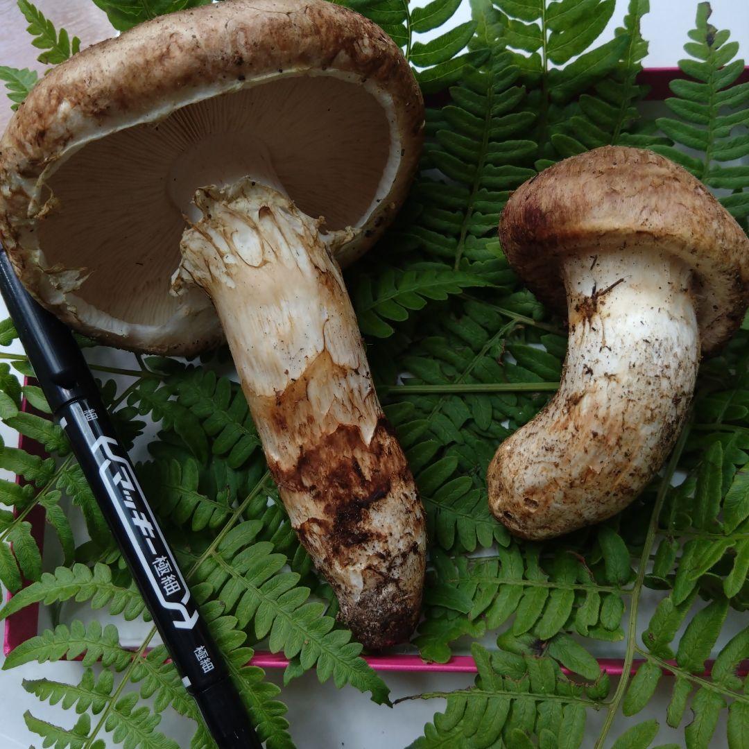 松茸　２本