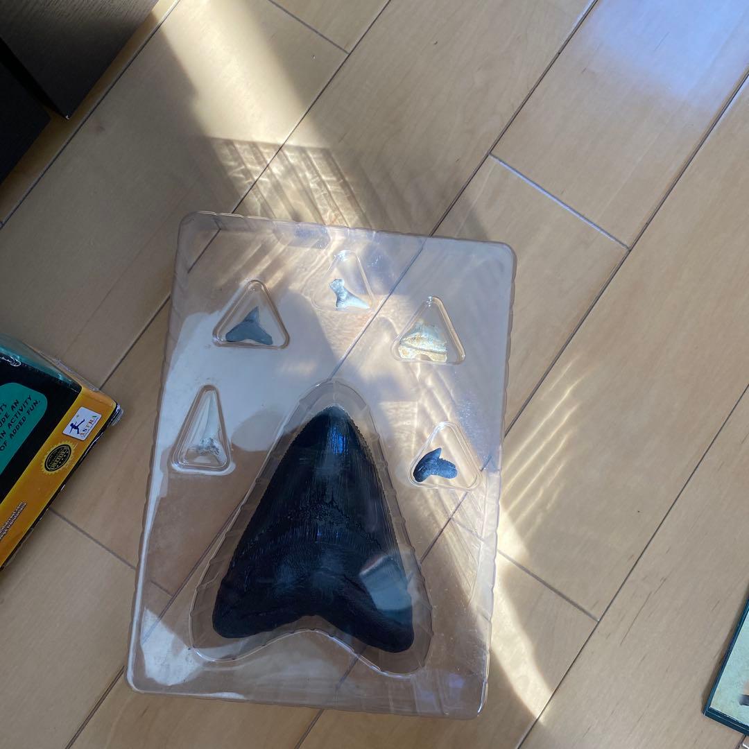 MEGA SHARK TEETH サメの歯の科学キット