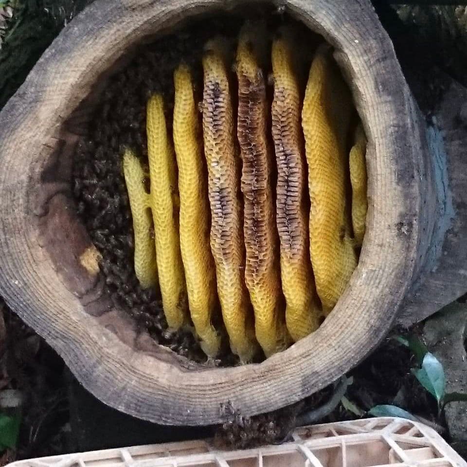 日本ミツバチはちみつ600g×2瓶