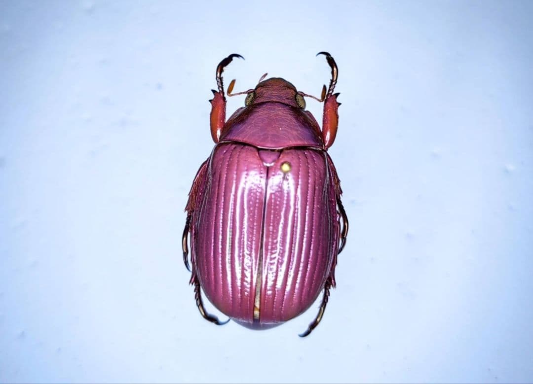 昆虫標本　コガネムシ