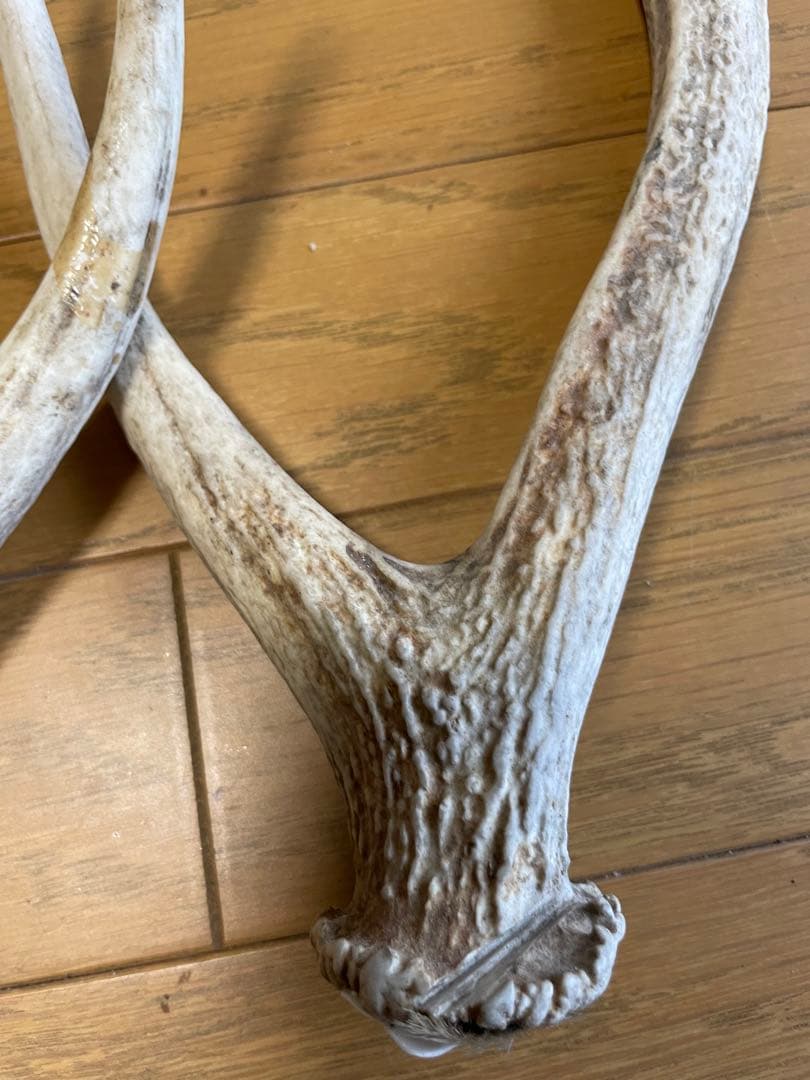 鹿　鹿の角　骨格標本　インテリア（C）