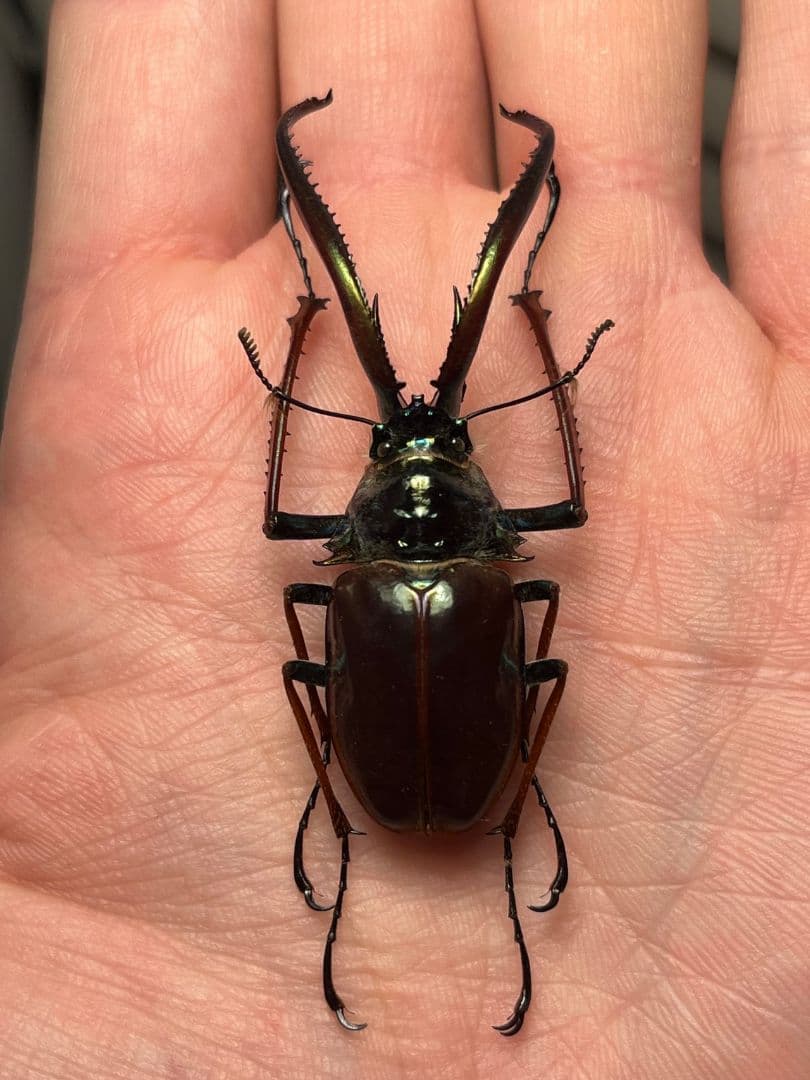 【PARATYPE】ホロメタリクスチリクワガタ 56mm シワバネクワガタ標本