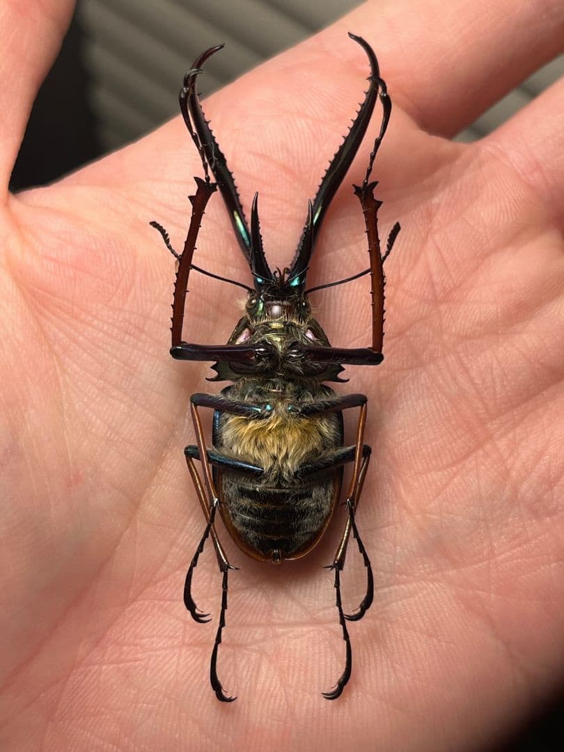 【PARATYPE】ホロメタリクスチリクワガタ 56mm シワバネクワガタ標本