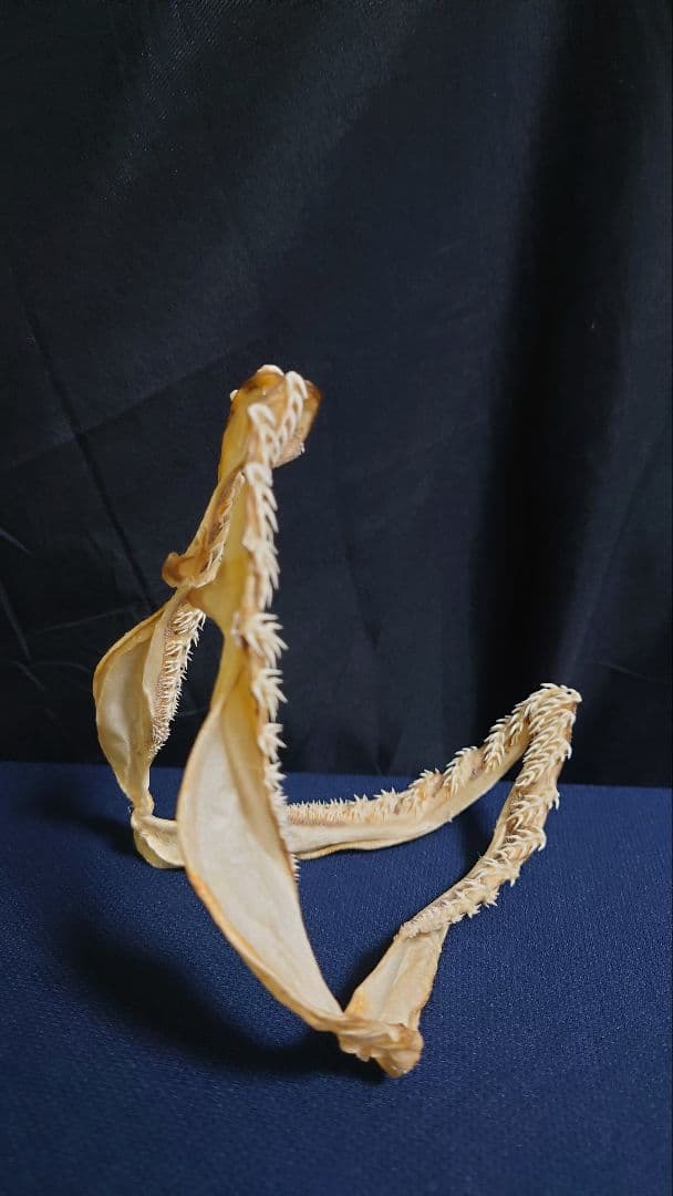 ラブカ（Chlamydoselachus anguineus）の顎骨標本