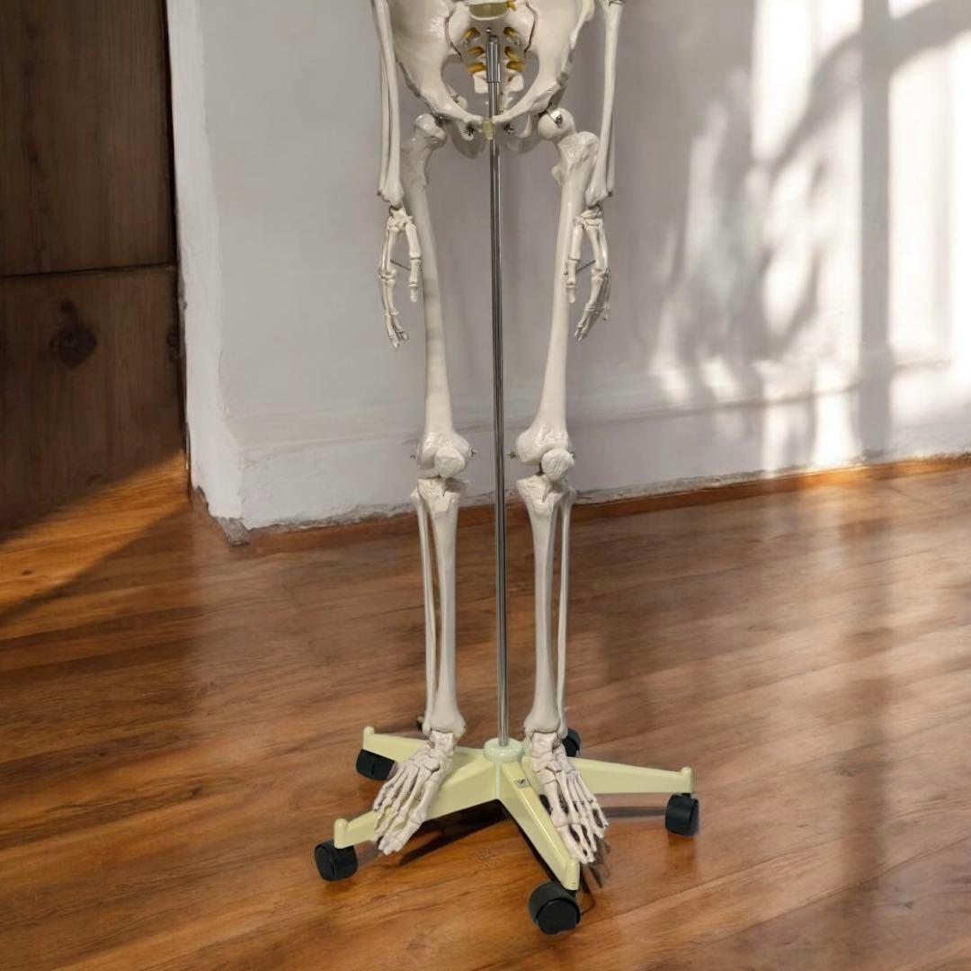 人体模型 可動関節 等身大 骨格模型 キャスター付 神経根付　26セ332
