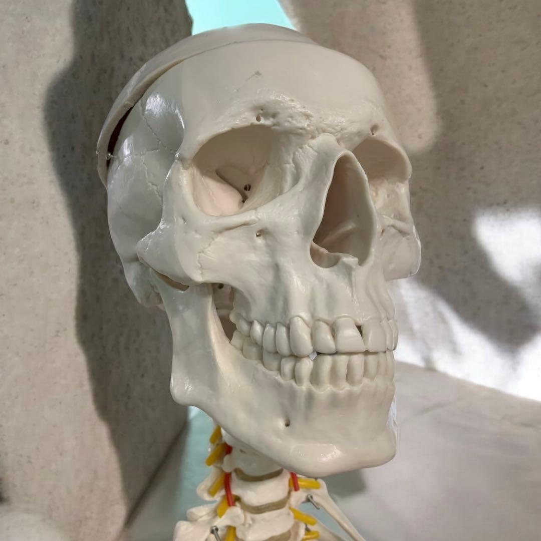 人体模型 可動関節 等身大 骨格模型 キャスター付 神経根付　26セ332