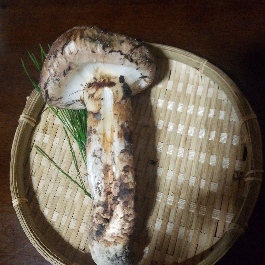 天然松茸108g　国産