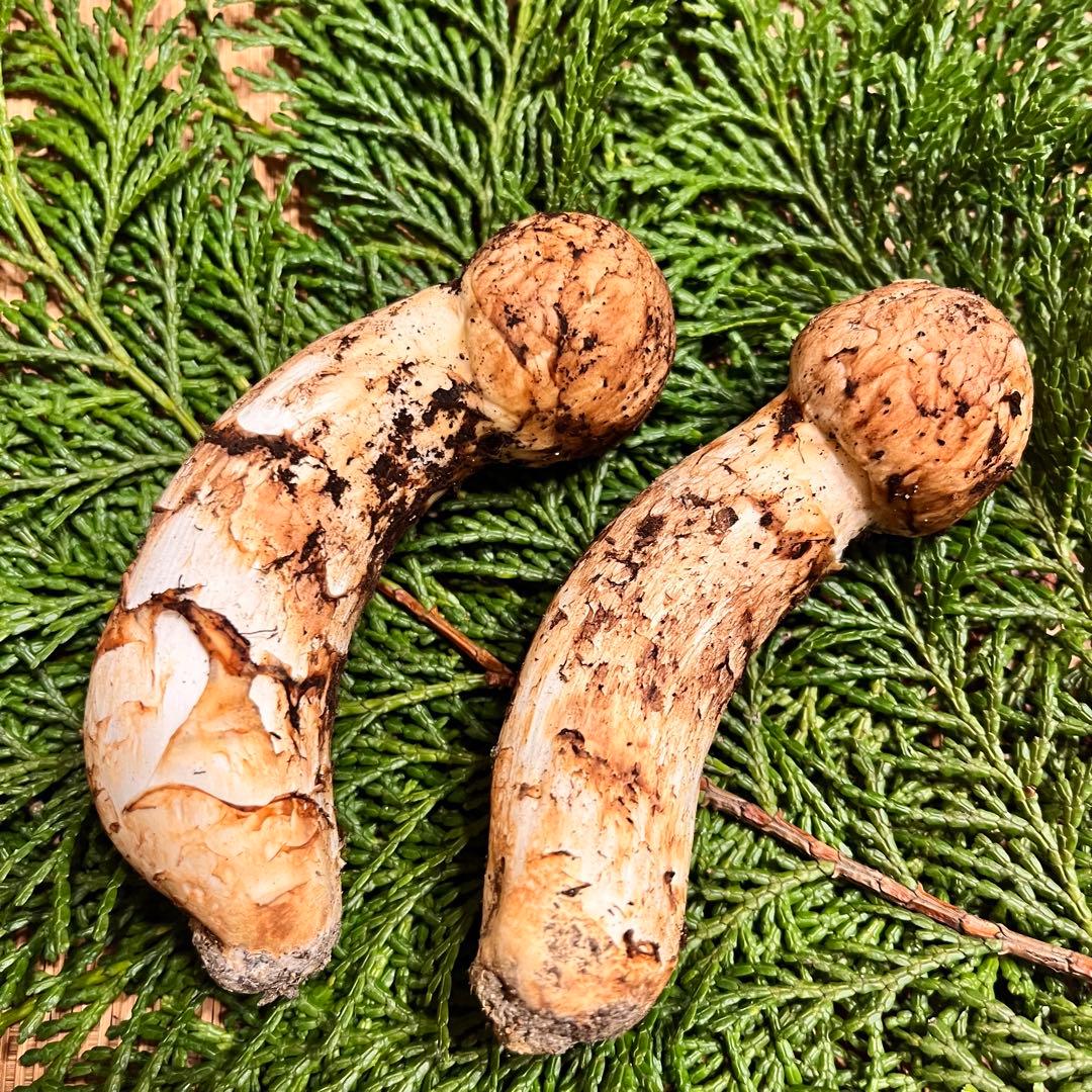 【1箱のみ】国産松茸 つぼみ（軸太充実）　約94g