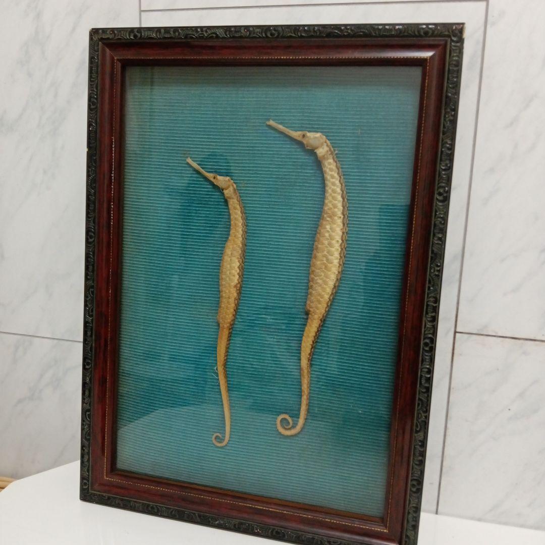 大珍品稀少レア昭和戦前後〜３０年代頃タツノオトシゴ縁起物大型個体標本額装当時物