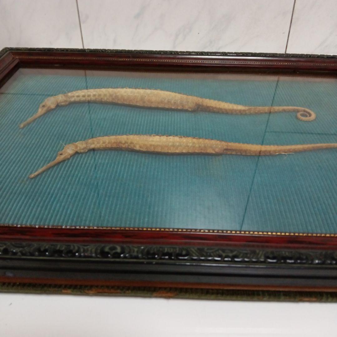 大珍品稀少レア昭和戦前後〜３０年代頃タツノオトシゴ縁起物大型個体標本額装当時物