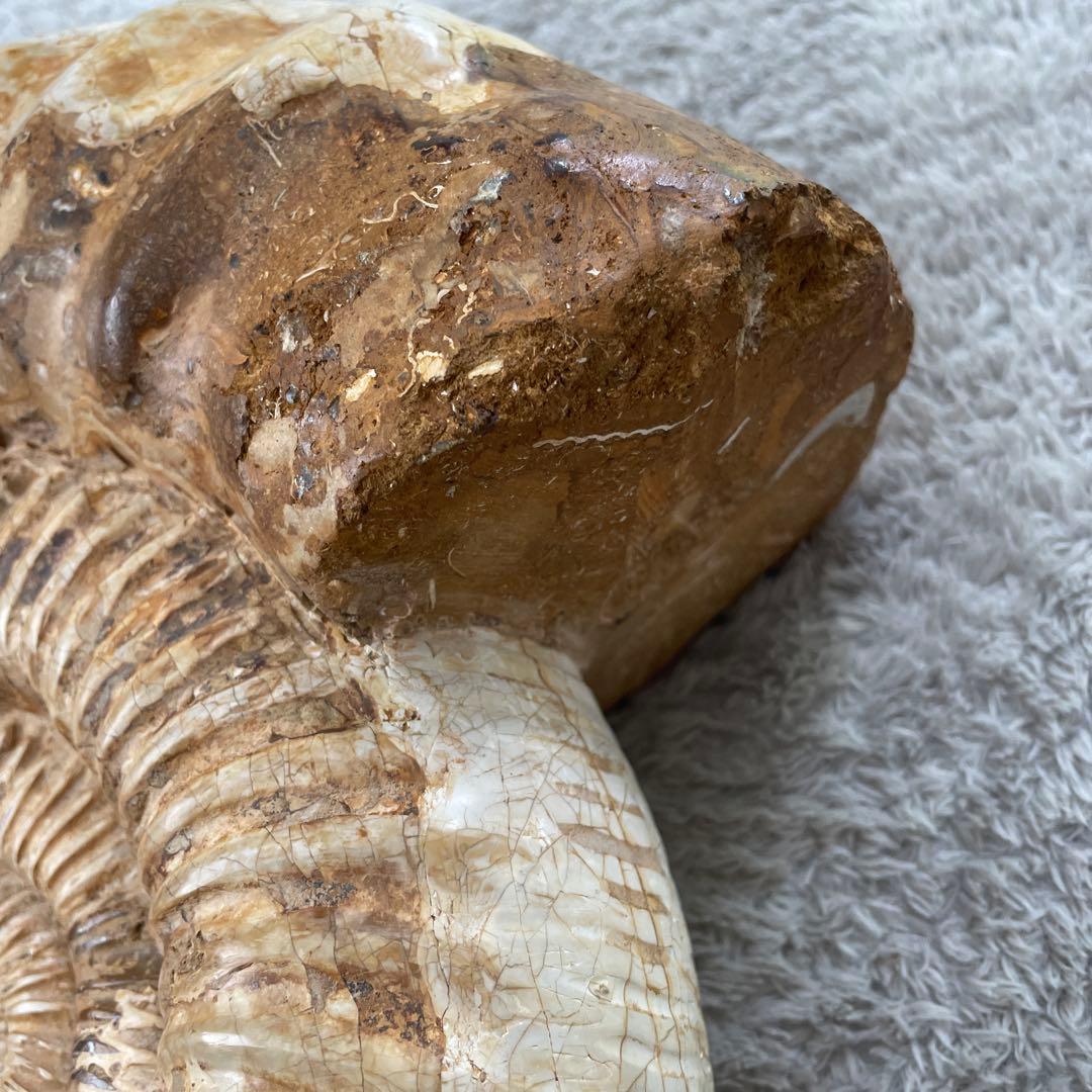 特大　直径約30センチ　アンモナイト化石 大きめ クリーム色