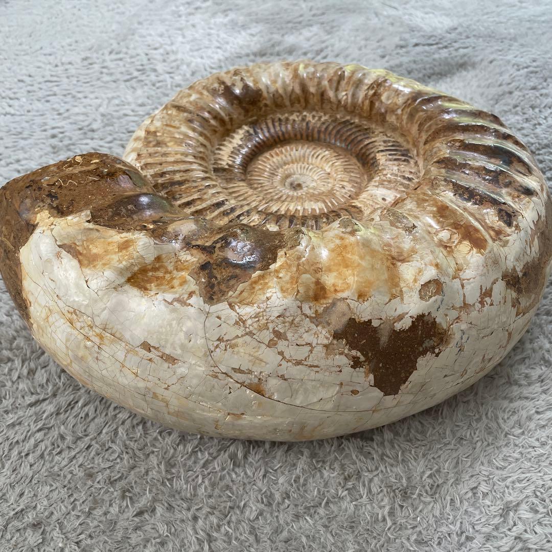 特大　直径約30センチ　アンモナイト化石 大きめ クリーム色