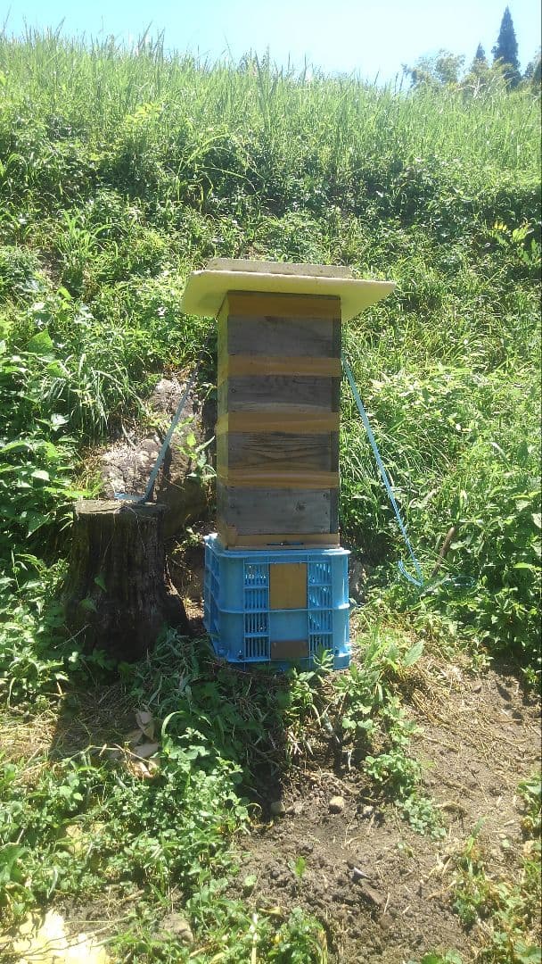 日本蜜蜂ハチミツ