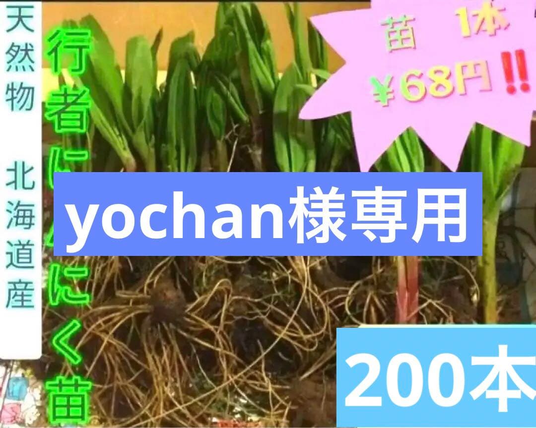 yochan✱ 北海道道東産✱天然物 行者にんにく苗 200本