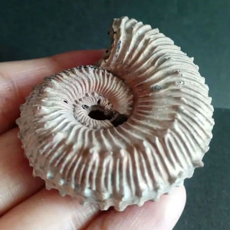 化石　パイライト　アンモナイト　棘々沢山　装飾豪華　殻付き標本　ロシア産