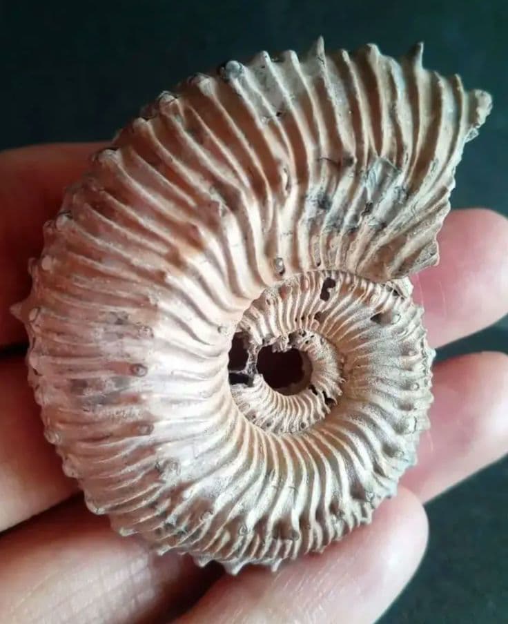 化石　パイライト　アンモナイト　棘々沢山　装飾豪華　殻付き標本　ロシア産