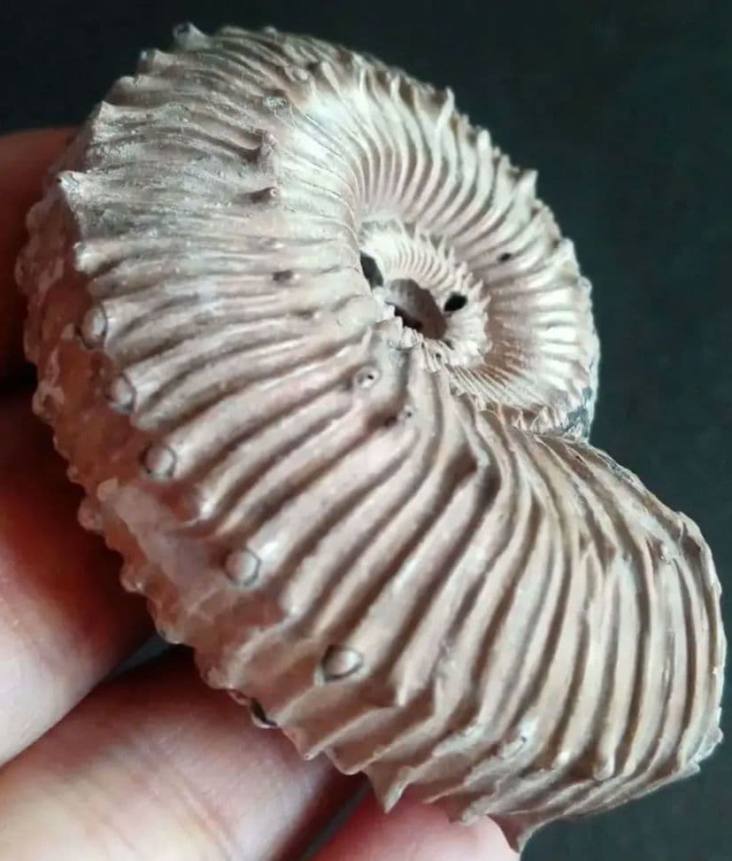 化石　パイライト　アンモナイト　棘々沢山　装飾豪華　殻付き標本　ロシア産