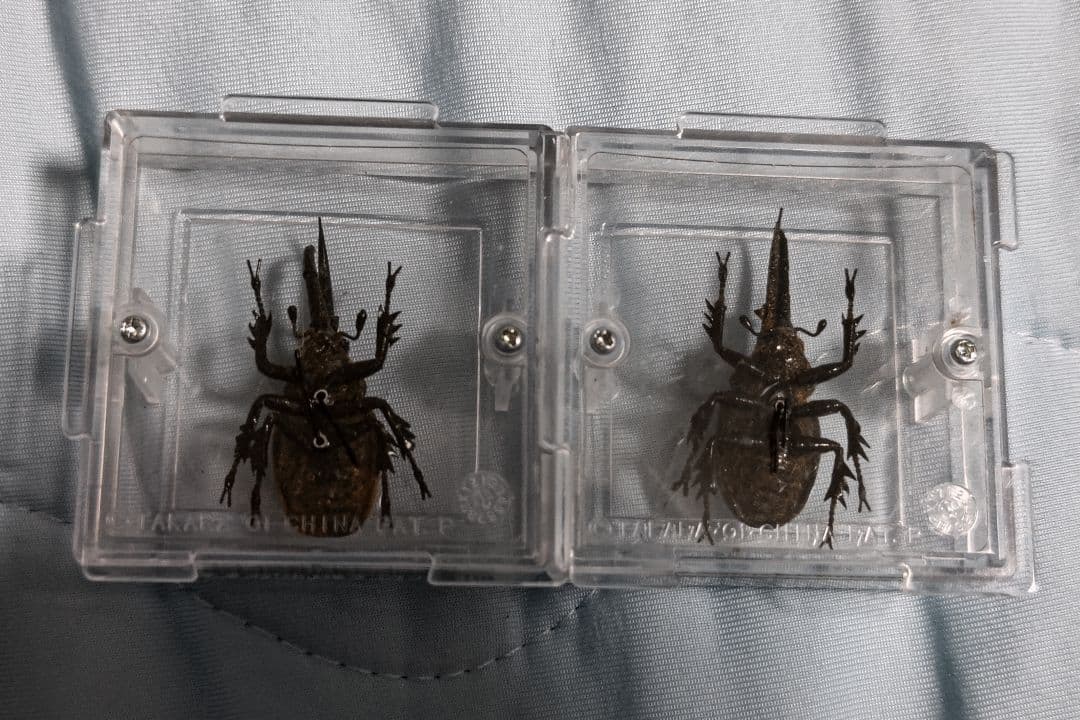 タカラ　世界の甲虫シリーズ　BEETLE OF THE WORLD