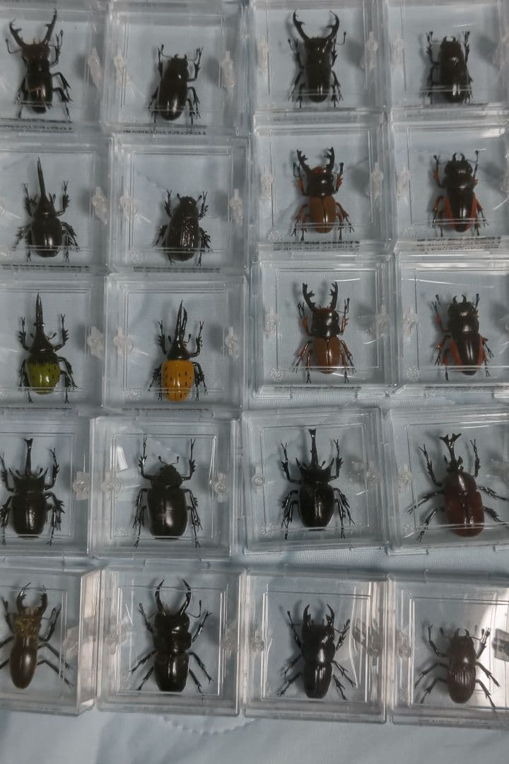 タカラ　世界の甲虫シリーズ　BEETLE OF THE WORLD