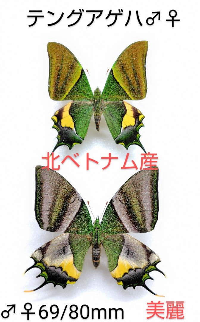 テングアゲハ♂♀標本 ★北ベトナム産69/80mm 黄金天狗より入荷少美麗標本