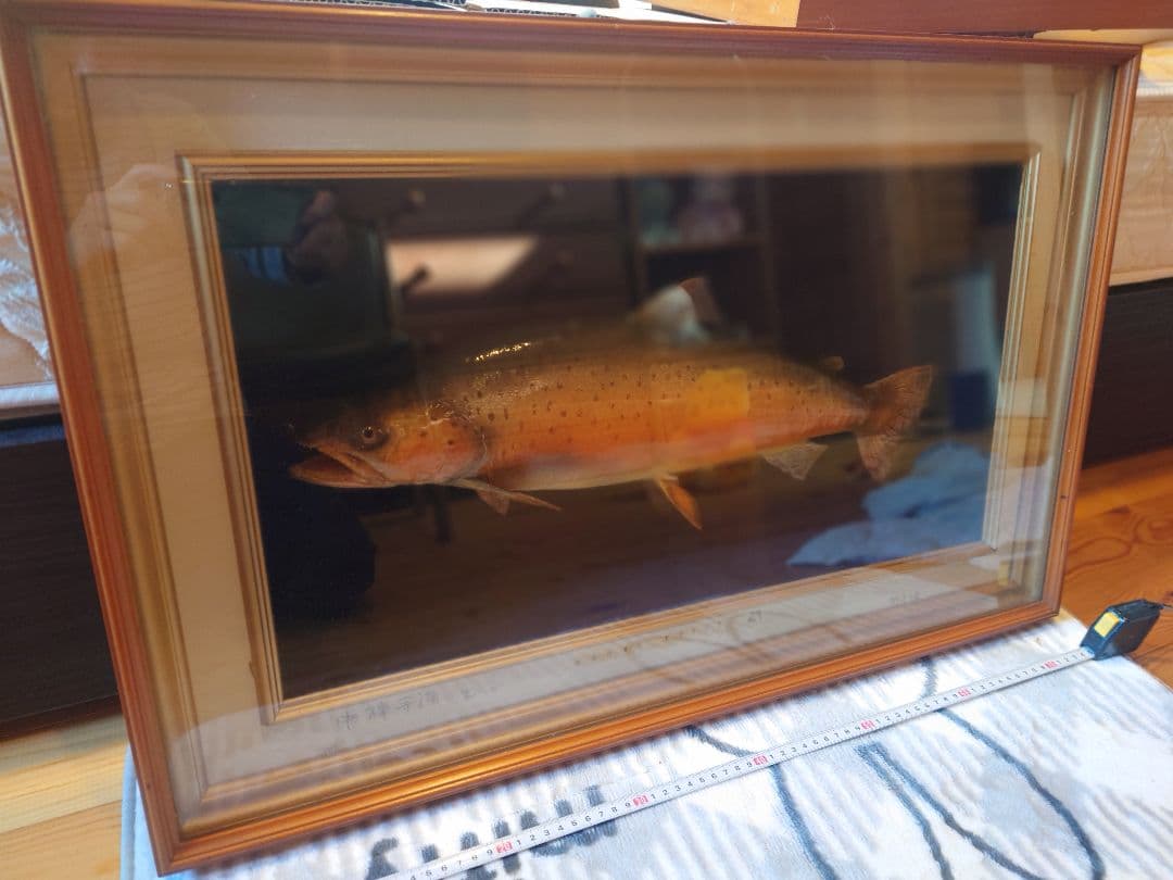 日光中禅寺湖畔　ブラウントラウト 標本 木製フレーム