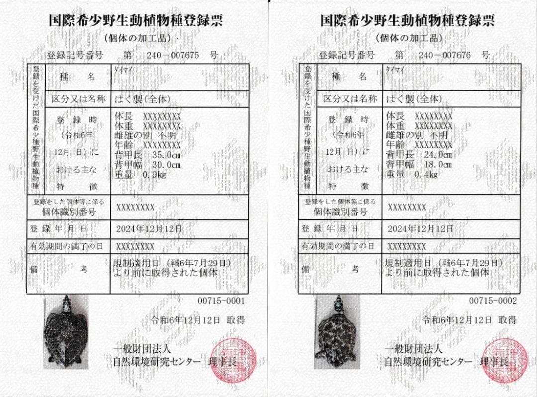 タイマイ　ウミガメ　剥製　大小2個体セット　国際希少野生動植物種登録票付き