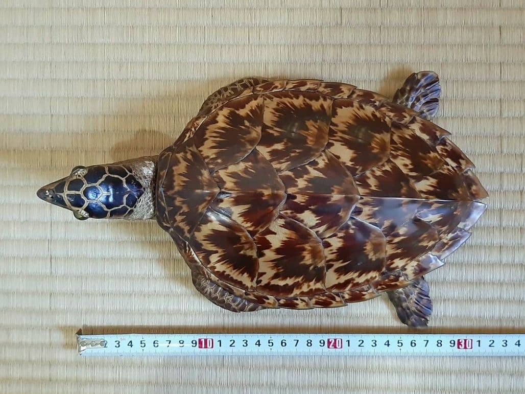 タイマイ　ウミガメ　剥製　大小2個体セット　国際希少野生動植物種登録票付き