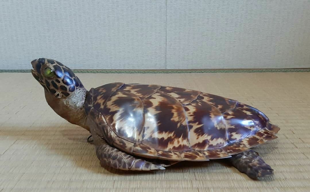 タイマイ　ウミガメ　剥製　大小2個体セット　国際希少野生動植物種登録票付き