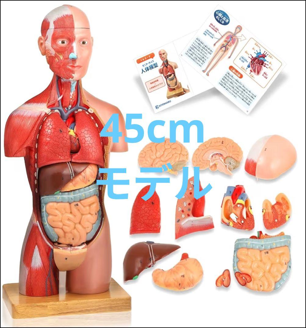 新品 KIYOMARU 45cm解剖人体模型 ソフトな質感で16分解 理学療法