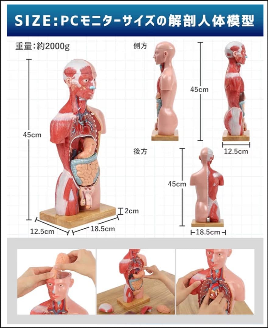 新品 KIYOMARU 45cm解剖人体模型 ソフトな質感で16分解 理学療法