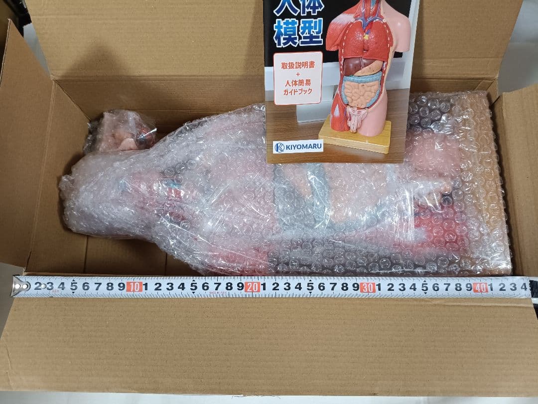 新品 KIYOMARU 45cm解剖人体模型 ソフトな質感で16分解 理学療法