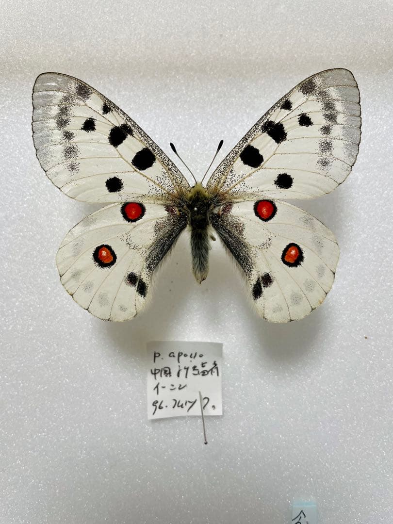 【ペア】パルナシウス・アポロ（新疆省天山）