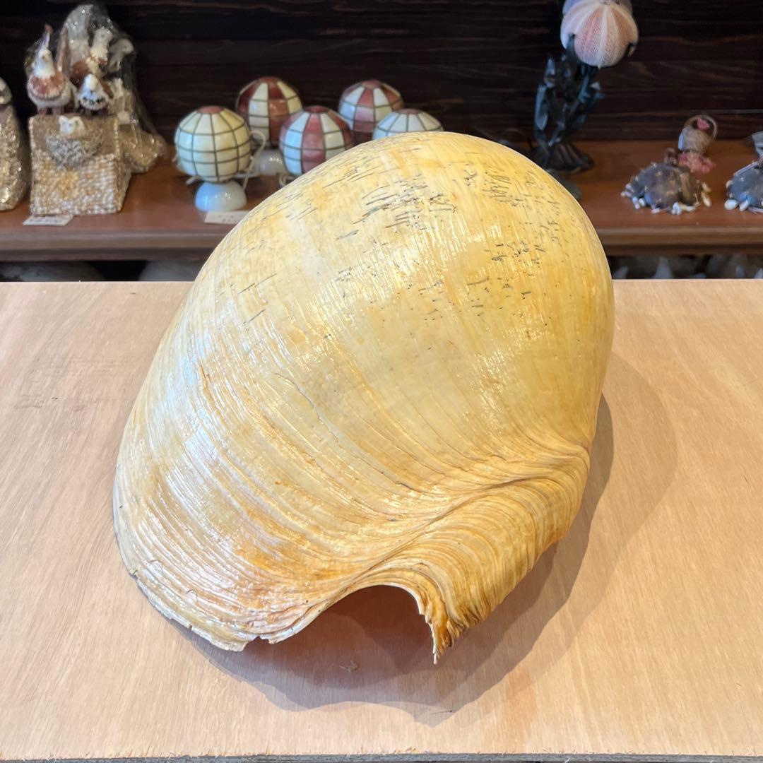 は*ん様 激レア　巨大　オーストラリア産　イナズマツノヤシ