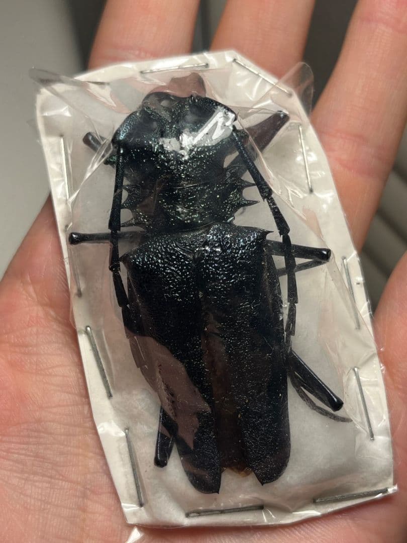 【珍色】ルリオニカミキリ ムラサキオニノコギリカミキリ キンオニカミニリ標本