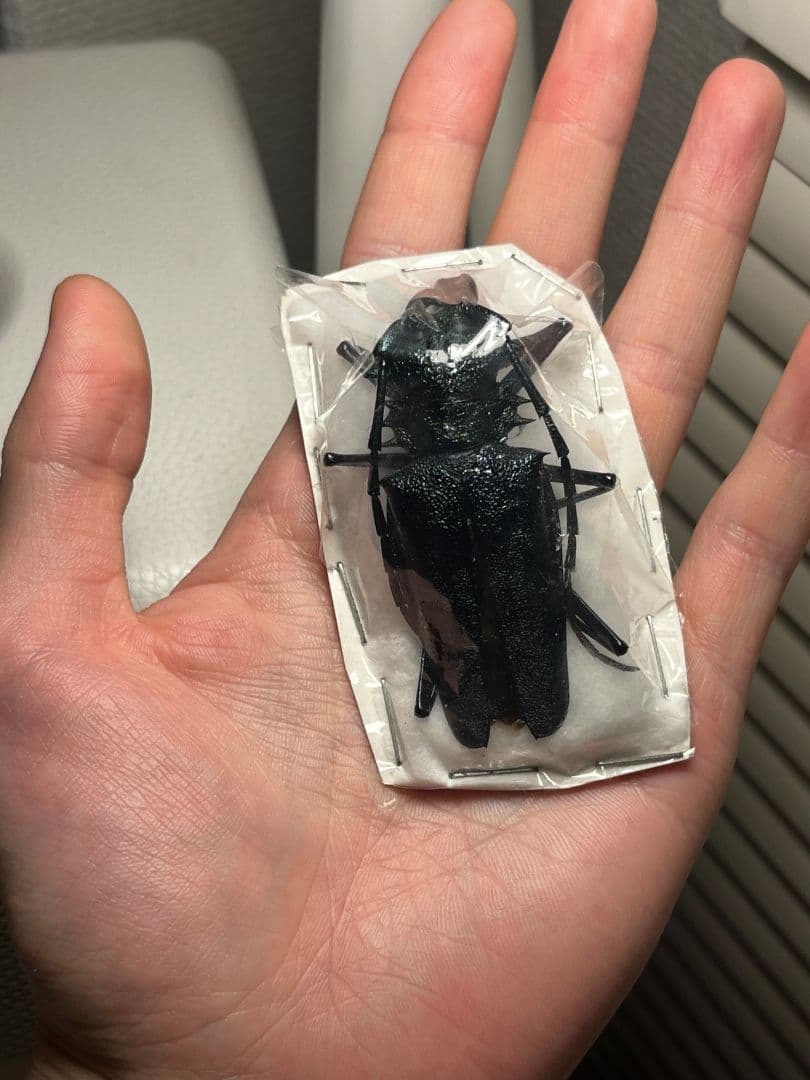 【珍色】ルリオニカミキリ ムラサキオニノコギリカミキリ キンオニカミニリ標本