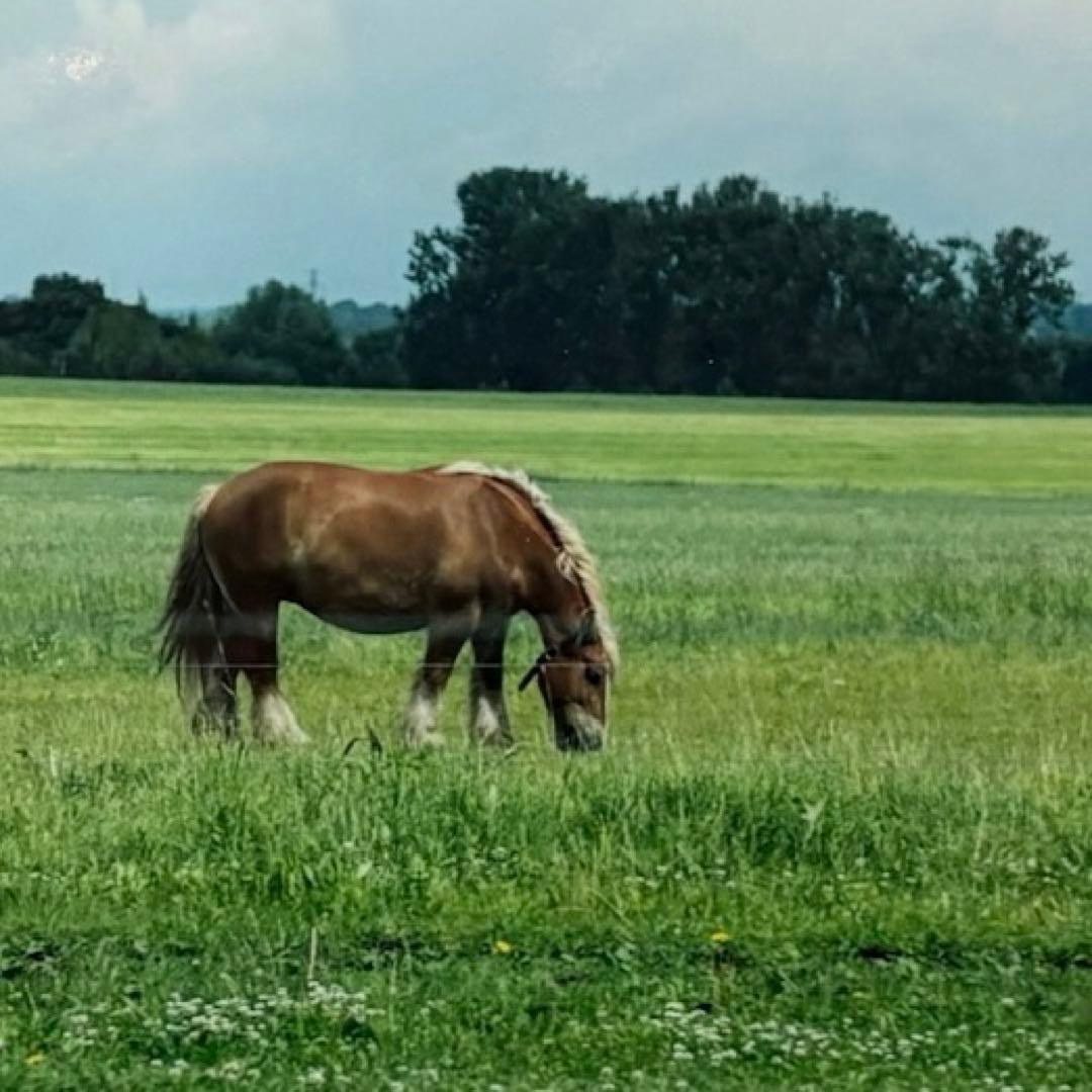 木寺紀雄　サイン入りアート写真　Piece× Piece FRAME額付き