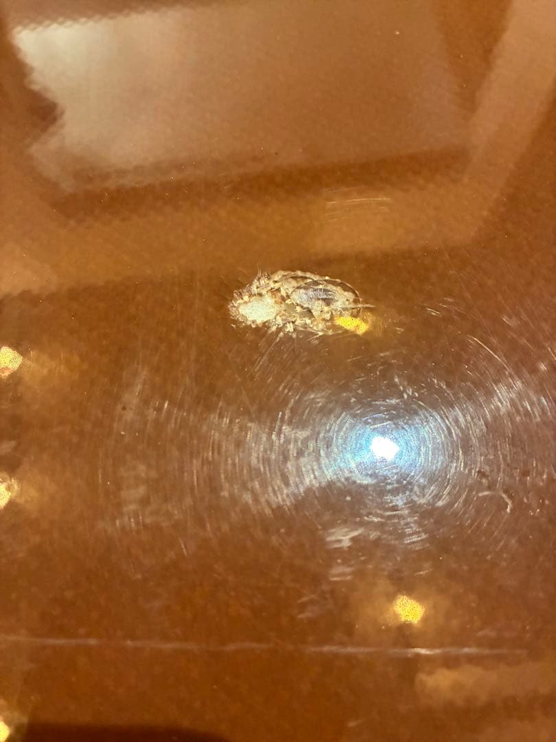 Hobie/ONE FIN PIN 9´6 ホビーサーフ　タイラーウォーレン