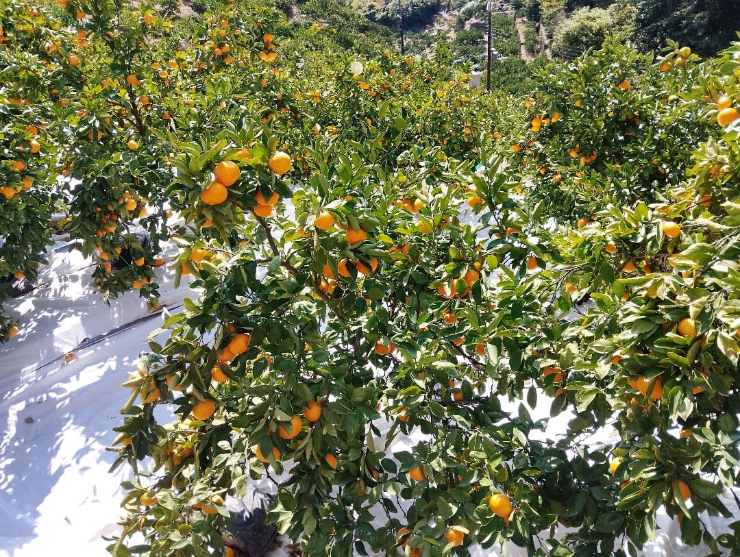 みーちゃん　マルチ栽培　和みかんSサイズ10kg