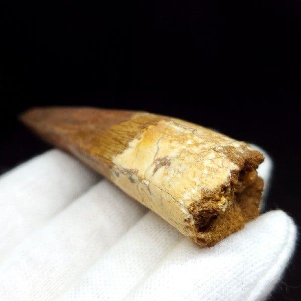 極上 スピノサウルス 本物 モロッコ産 80.75mm ケース付き  sp247