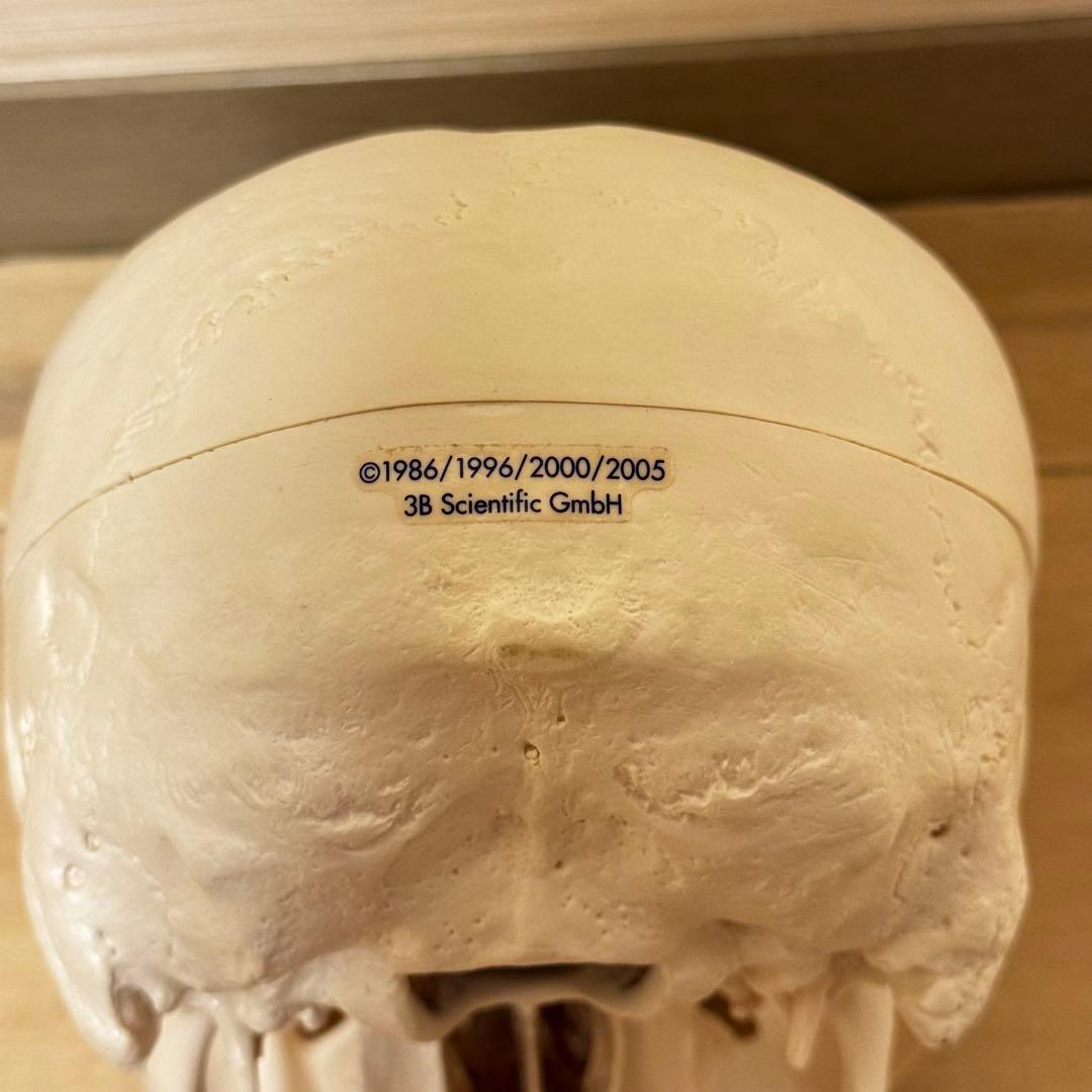 3B Scientific GmbH 頭蓋骨 模型 医学 骨標本