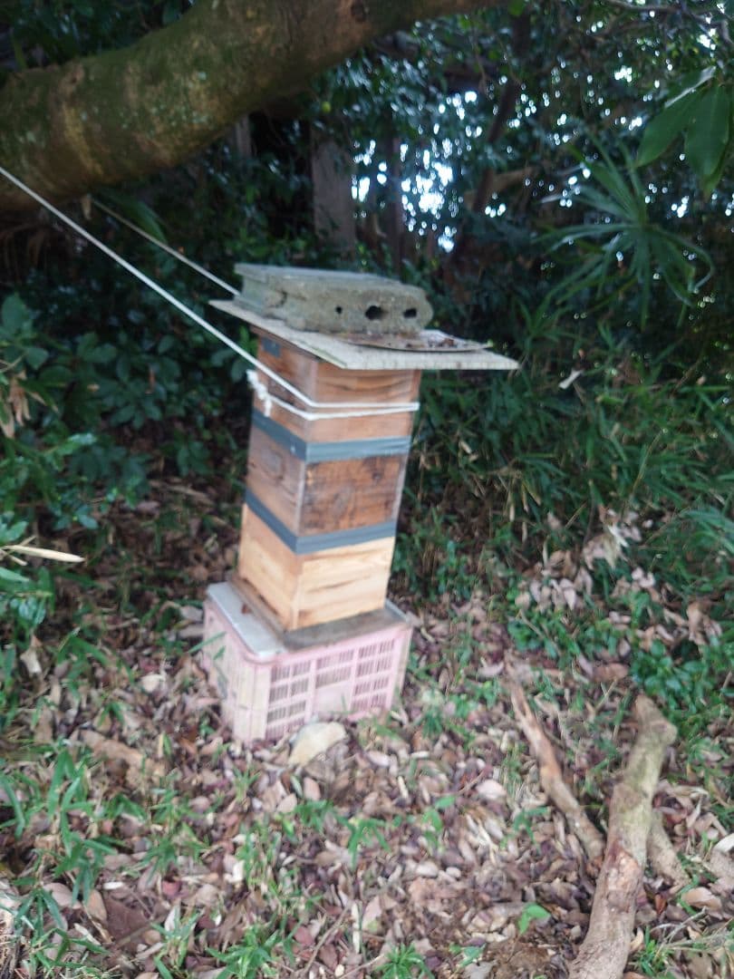 フレッシュ日本蜜蜂 はちみつ900g(Y2Y0箱)(Y3Y0箱)(K2Y0箱)