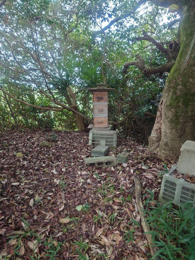 フレッシュ日本蜜蜂 はちみつ900g(Y2Y0箱)(Y3Y0箱)(K2Y0箱)