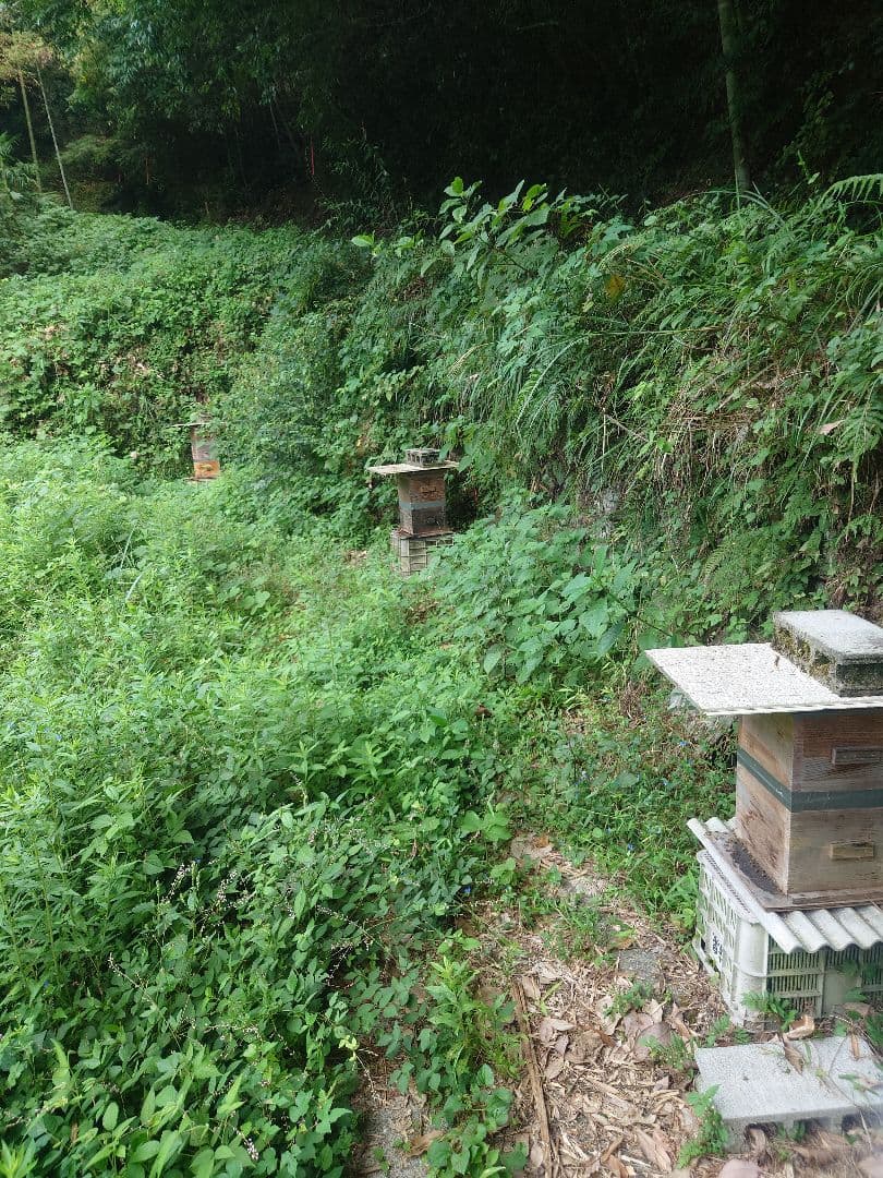 フレッシュ日本蜜蜂 はちみつ900g(Y2Y0箱)(Y3Y0箱)(K2Y0箱)