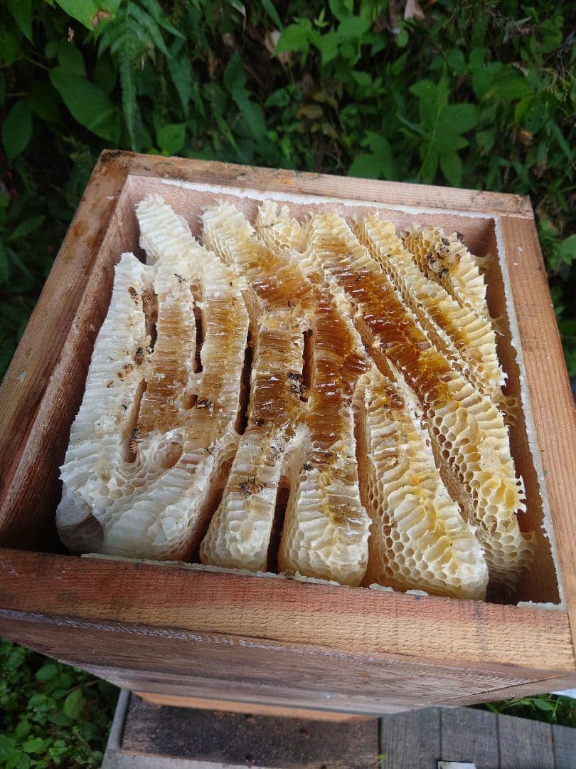 フレッシュ日本蜜蜂 はちみつ900g(Y2Y0箱)(Y3Y0箱)(K2Y0箱)