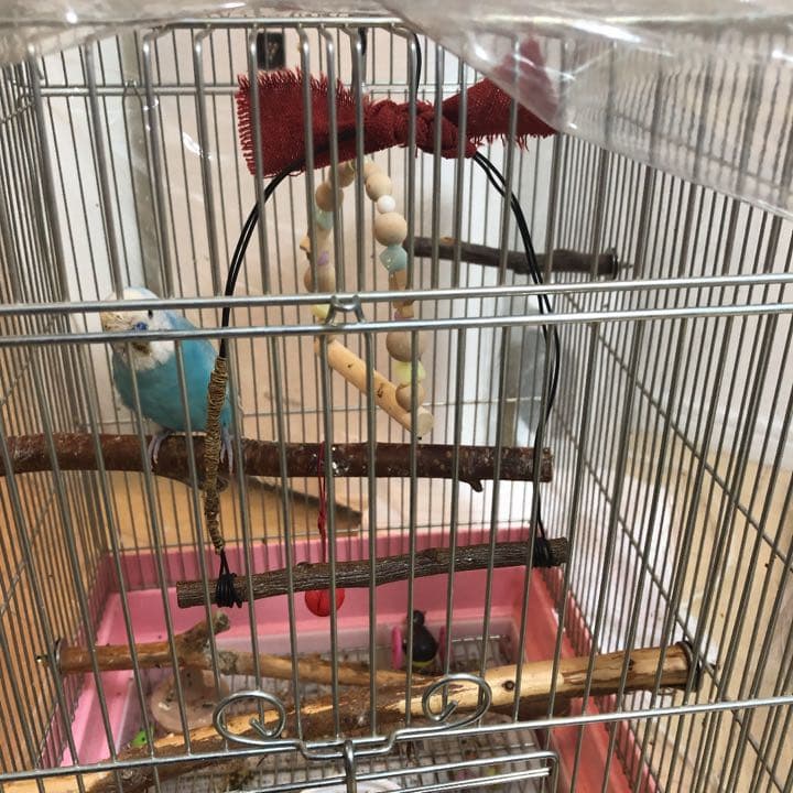 ぴーちゃんのお気に入りブランコ